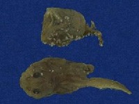 草花蛇藏品圖，第5張